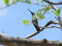 Long-billed Starthroat